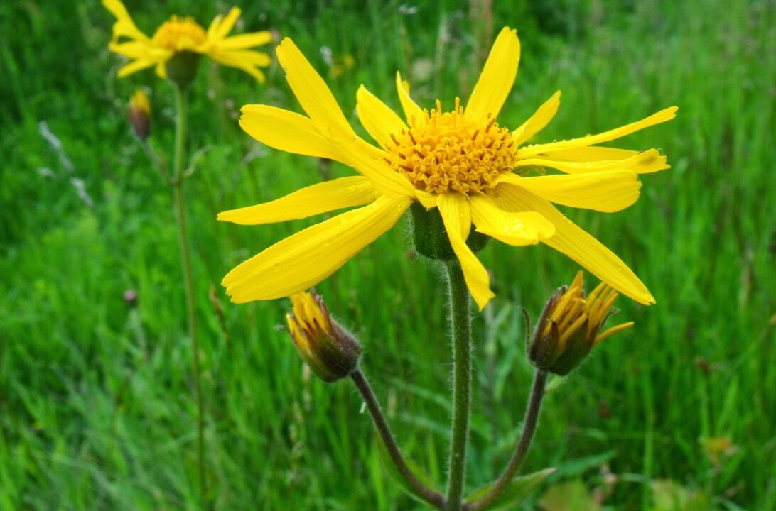 Arnica for the treatment of thoracic osteochondrosis